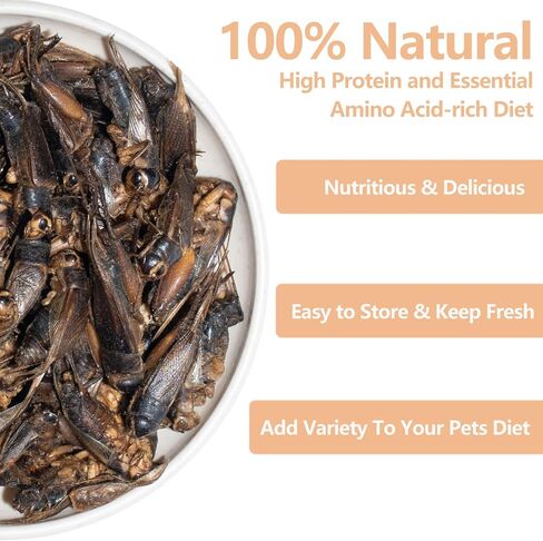 Freeze Dried Crickets – 2.8 Oz High Protein Freeze Dried Crickets, Food for Reptiles, Bearded Dragons, Lizards, Geckos, Birds, Fish,Hedgehogs, Bearded Dragon Food in Kuwait