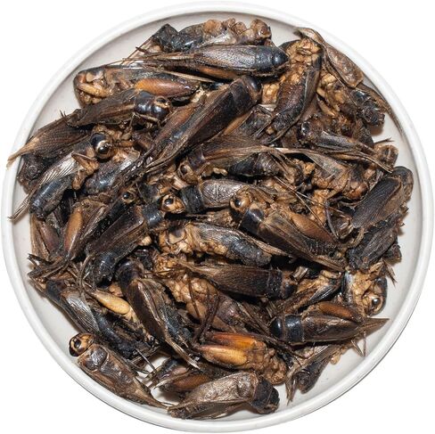 Freeze Dried Crickets – 2.8 Oz High Protein Freeze Dried Crickets, Food for Reptiles, Bearded Dragons, Lizards, Geckos, Birds, Fish,Hedgehogs, Bearded Dragon Food in Kuwait