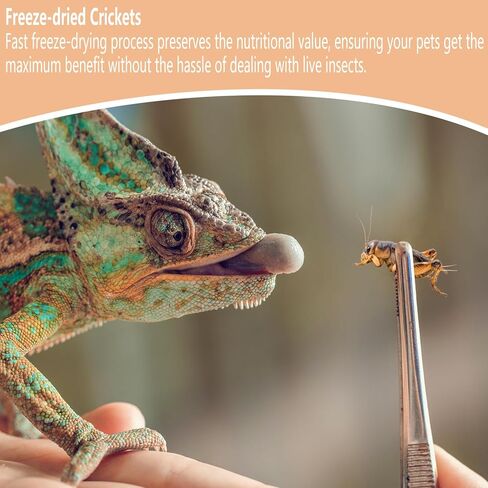 Freeze Dried Crickets – 2.8 Oz High Protein Freeze Dried Crickets, Food for Reptiles, Bearded Dragons, Lizards, Geckos, Birds, Fish,Hedgehogs, Bearded Dragon Food in Kuwait