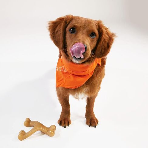لعبة مضغ قوية للكلاب من Nylabone Gourmet Style كلاسيكية وعظم الفخذ، عبوتان، ألعاب مضغ للكلاب، نكهة الشيدر المسنة ونكهة الضلع الخلفي للأطفال، كبيرة/عملاقة (عدد 2) in Saudi Arabia