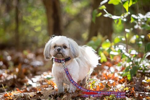 NHL PET Leash Edmonton Oilers Dog Leash, Large Hockey Team Leash for Dogs & Cats. A Shiny & Colorful Cat Leash & Dog Leash Licensed by The NHL in Saudi Arabia
