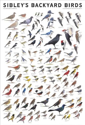 Laminated Sibley's Backyard Birds of Eastern North America Cardinal Eastern Blubird Purple Martin 24x36 in Saudi Arabia