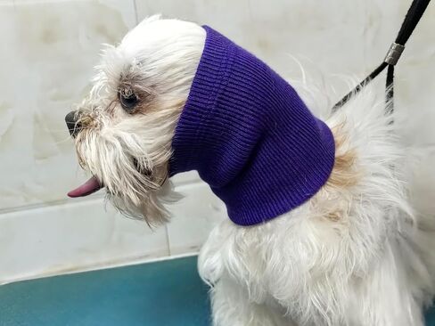 Cat Ear Muffs for Scratching Recovery Grey in Saudi Arabia