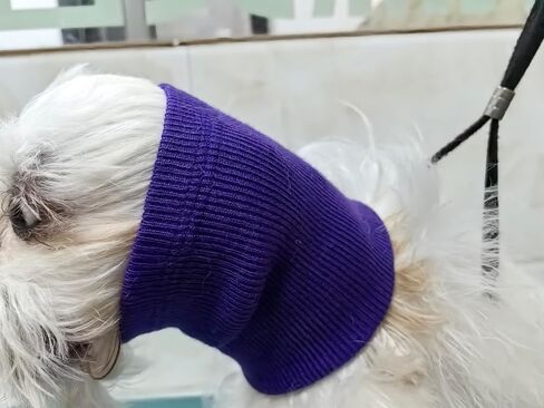 Cat Ear Muffs for Scratching Recovery Grey in Saudi Arabia