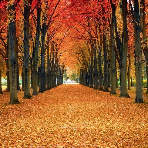10x10FT Maple Leaves Backdrop Fall Yellow Tunnel Scenery Tree Autumn Street Road Backdrop Vinyl for Thanksgiving Weddding Travel Shoot Party Portrait Studio Props Dacoration Background in Saudi Arabia