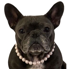 Dog Necklace (Medium (16-18"), Solid, Pink Pearl)