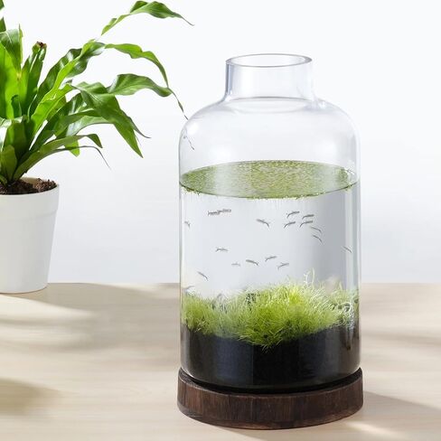 PONDON 1 Gallon Fish Bowl Vase, Featured Aquarium Kit Aquariums Channel, Wooden Base and Water Changer Included in Saudi Arabia