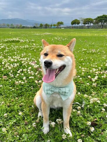 Dog Bandana with Plaid Bow Tie, Soft and Durable Polyester Pet Scarf, 7 Sizes for Cats and Dogs, Adjustable Triple-Snap Closure (Green, 3X-Large) in Saudi Arabia