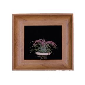 Handcrafted Modern Wooden Air Plant Holder - Versatile & Stylish Home Decor (White Edge with Brown Frame, Black Interior)