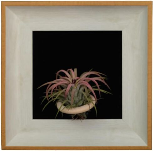 Handcrafted Modern Wooden Air Plant Holder - Versatile & Stylish Home Decor (White Edge with Brown Frame, Black Interior) in Saudi Arabia