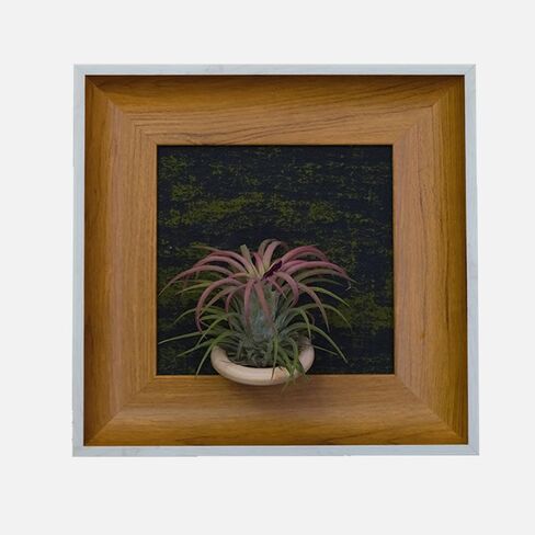 Handcrafted Modern Wooden Air Plant Holder - Versatile & Stylish Home Decor (White Edge with Brown Frame, Black Interior) in Saudi Arabia
