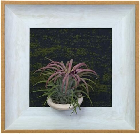 Handcrafted Modern Wooden Air Plant Holder - Versatile & Stylish Home Decor (White Edge with Brown Frame, Black Interior) in Saudi Arabia