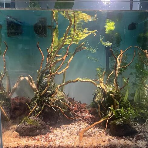 kathson Natural Driftwood for Aquarium, Red Moor Driftwood Mix 12''-16'' Long Driftwood for Decorations 100 g Aquarium Driftwood Assorted Shapes Natural Aquarium Decor Driftwood (150, Grams) in Saudi Arabia