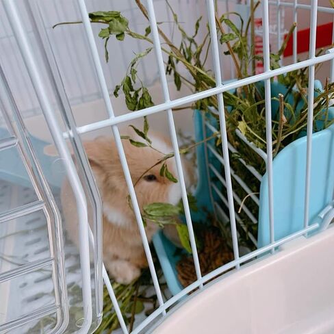 Guinea Pig Food Hay Feeder 2 in 1 Rabbit Hay Feeders Rack Indoor Hay Feeder for Rabbit Bunny Chinchilla Hamster(2PCS Blue&White) in Kuwait