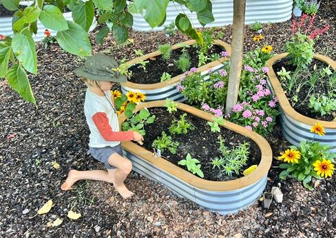 Galvanized Raised Garden Beds Outdoor // 4×2×1 ft Planter Raised Beds for Gardening, Vegetables, Flowers // Large Metal Garden Box (Pink) // Patent Pending Tool-Free Assembly in Saudi Arabia