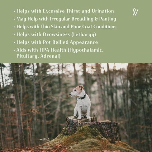 Everpath 2024 Upgraded Calm Support for Dogs & Cats - 2 Fluid Ounces/60mls | USA Made | Supplement for Seizure Symptoms | Anxiety Relief | Eases Anxiety, Supports Brain and Nervous System Function in Saudi Arabia