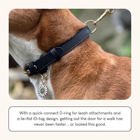 Cactus Leather Dog Collar - Eco-Friendly, Stylish, Easy-to-Clean Pet Collar with Gold Hardware, D-Rings for Leash & ID Tag (Small, Green) in Saudi Arabia