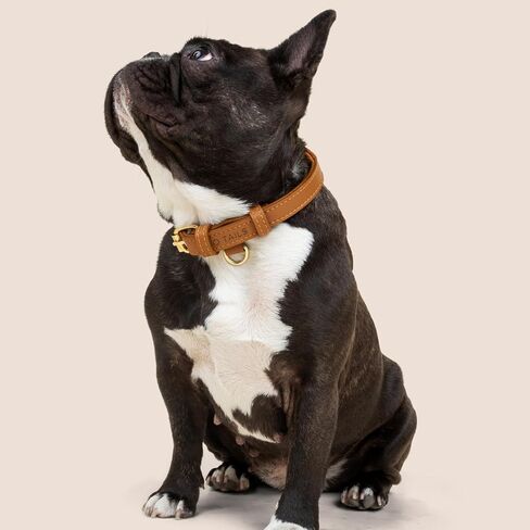 Cactus Leather Dog Collar - Eco-Friendly, Stylish, Easy-to-Clean Pet Collar with Gold Hardware, D-Rings for Leash & ID Tag (Small, Green) in Saudi Arabia