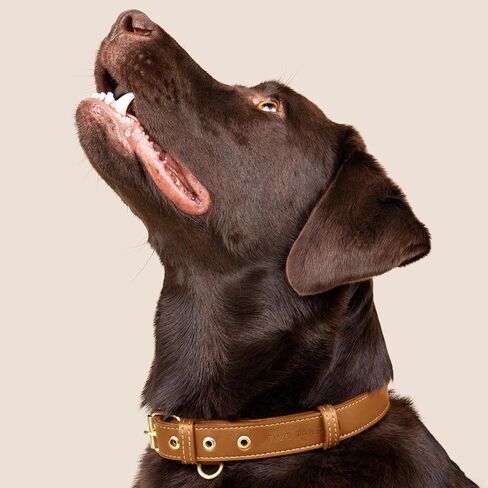 Cactus Leather Dog Collar - Eco-Friendly, Stylish, Easy-to-Clean Pet Collar with Gold Hardware, D-Rings for Leash & ID Tag (Small, Green) in Saudi Arabia