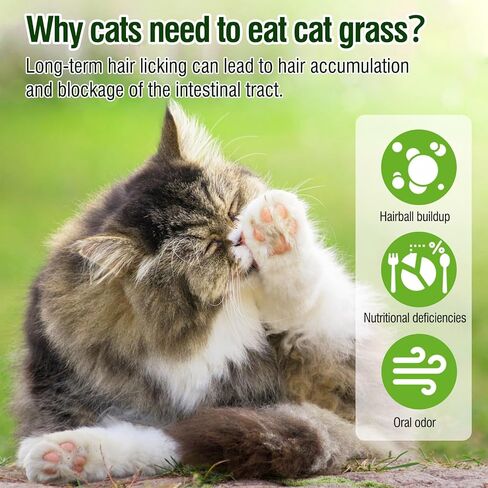 HavenJanny Cat Grass Teething Stick for Cat, Cat Grass Stick Canned for Indoor Cats, Cat Grass Treats Hairball Relief and Teeth Cleaning (3.52oz) in Saudi Arabia