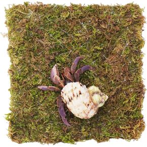 6 Inch Hermit Crab Climbing Wall, Ideal Adjustable Hermit Crab Supplies for 10 Gallon Hermit Crab Tank
