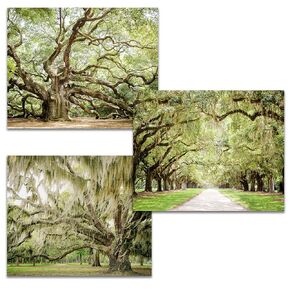 Tree Wall Art, Charleston Prints - Print Set of 3, 8x10 inches each - Unframed Photography- featuring Angel Oak, Beaufort and Charleston Live Oak Trees with Spanish Moss