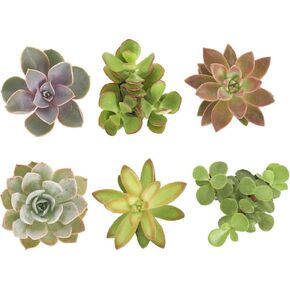 Shop Succulents Assorted Succulent Plant Pack Collection - Live Mini Succulent Plants, Low Maintenance, Mixture of Colors & Textures - Wedding and Party Favors, Gift & Garden, Pack of 64