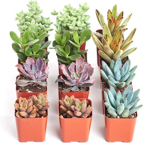 Shop Succulents Assorted Succulent Plant Pack Collection - Live Mini Succulent Plants, Low Maintenance, Mixture of Colors & Textures - Wedding and Party Favors, Gift & Garden, Pack of 64 in Saudi Arabia