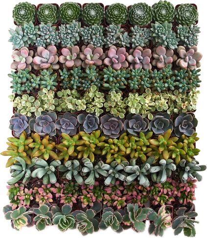 Shop Succulents Assorted Succulent Plant Pack Collection - Live Mini Succulent Plants, Low Maintenance, Mixture of Colors & Textures - Wedding and Party Favors, Gift & Garden, Pack of 64 in Saudi Arabia