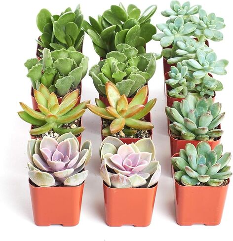 Shop Succulents Assorted Succulent Plant Pack Collection - Live Mini Succulent Plants, Low Maintenance, Mixture of Colors & Textures - Wedding and Party Favors, Gift & Garden, Pack of 64 in Saudi Arabia