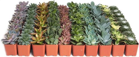 Shop Succulents Assorted Succulent Plant Pack Collection - Live Mini Succulent Plants, Low Maintenance, Mixture of Colors & Textures - Wedding and Party Favors, Gift & Garden, Pack of 64 in Saudi Arabia