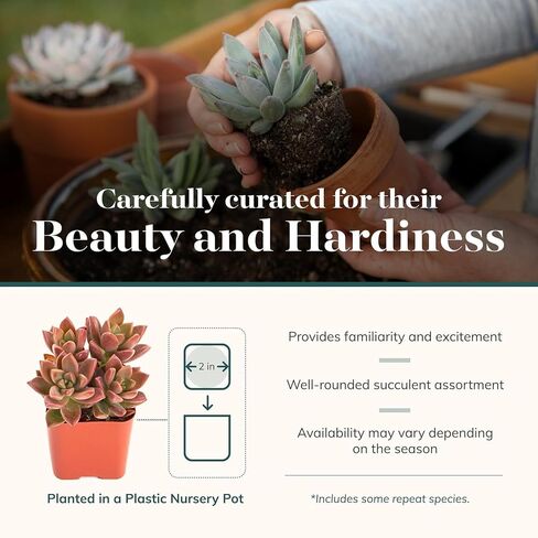 Shop Succulents Assorted Succulent Plant Pack Collection - Live Mini Succulent Plants, Low Maintenance, Mixture of Colors & Textures - Wedding and Party Favors, Gift & Garden, Pack of 64 in Saudi Arabia