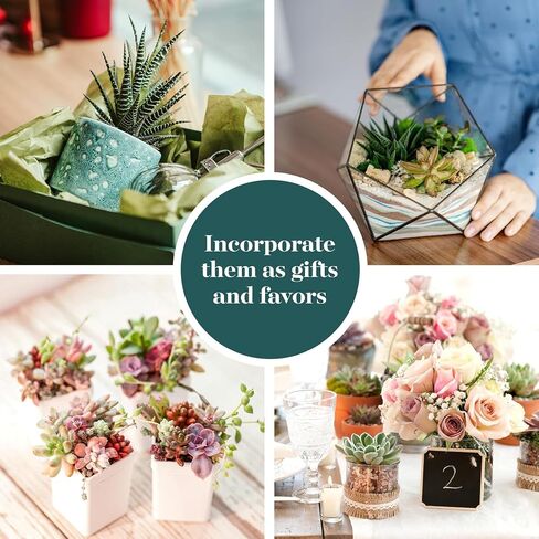 Shop Succulents Assorted Succulent Plant Pack Collection - Live Mini Succulent Plants, Low Maintenance, Mixture of Colors & Textures - Wedding and Party Favors, Gift & Garden, Pack of 64 in Saudi Arabia