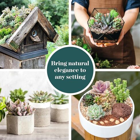 Shop Succulents Assorted Succulent Plant Pack Collection - Live Mini Succulent Plants, Low Maintenance, Mixture of Colors & Textures - Wedding and Party Favors, Gift & Garden, Pack of 64 in Saudi Arabia