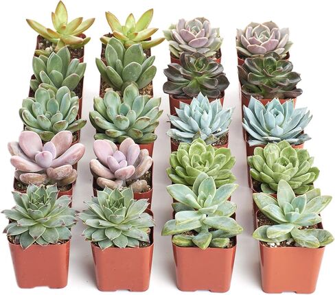 Shop Succulents Assorted Succulent Plant Pack Collection - Live Mini Succulent Plants, Low Maintenance, Mixture of Colors & Textures - Wedding and Party Favors, Gift & Garden, Pack of 64 in Saudi Arabia