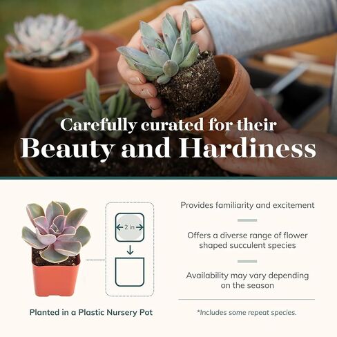 Shop Succulents Assorted Succulent Plant Pack Collection - Live Mini Succulent Plants, Low Maintenance, Mixture of Colors & Textures - Wedding and Party Favors, Gift & Garden, Pack of 64 in Saudi Arabia