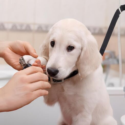 أشرطة تهذيب الكلاب من Happyyami: قطعتان من حلقات تمديد تهذيب الكلاب وملحقات ذراع تهذيب الكلاب الأليفة وأشرطة تمديد حلقة المقود in Kuwait