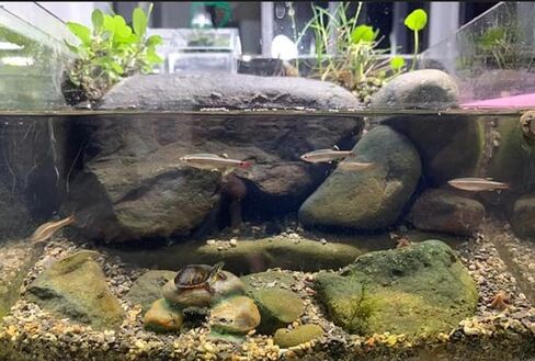Artificial Moss Stone, Imitation Fish Tank Landscape Stone, Turtle Pond Landscape Stone, Aquarium Ornaments,Aquarium Decor,Aquarium Moss,aquascape Rocks. (Moss Stone) in Saudi Arabia