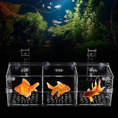 Fish Breeding Isolation Box Aquarium Acclimation Hatchery Incubator Acrylic Transparent Aquarium Hatchery Incubator Holder(30CM*10CM*10CM) in Kuwait