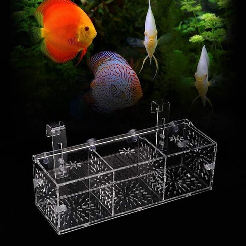 Fish Breeding Isolation Box Aquarium Acclimation Hatchery Incubator Acrylic Transparent Aquarium Hatchery Incubator Holder(30CM*10CM*10CM) in Kuwait