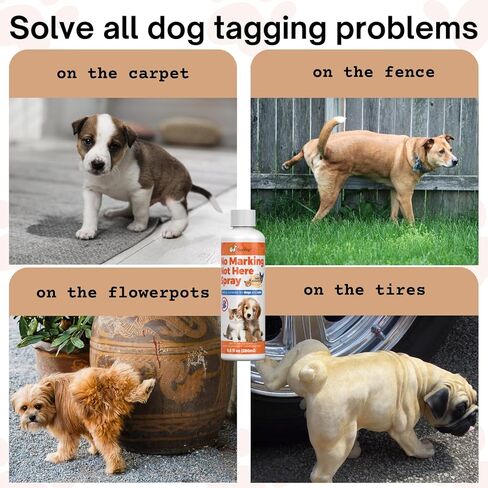 رذاذ الكلاب ليس هنا من Qucship - رذاذ فعال لبقاء الكلاب بعيدًا للتدريب ومنع حوادث التبول في الأماكن المغلقة - مساعد آمن لتدريب الحيوانات الأليفة - 8 أونصة in Kuwait