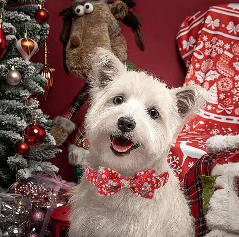 Lionet Paws Fall Pink طوق الكلب، لطيف عيد الهالوين طوق الكلب للكلاب الصغيرة، قابل للتعديل القطن اليقطين شبح الحيوانات الأليفة الياقات جرو طوق للكلاب الصغيرة in Kuwait