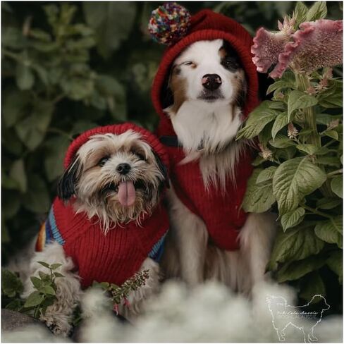 Chilly Dog Vintage Ski Hoodie (Medium) in Saudi Arabia