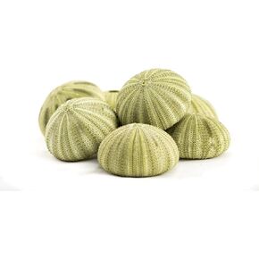 Alfonso Sea Urchins | 3 Large Alphonse Urchin Shells 3" to 4" | Plus Free Nautical eBook by Joseph Rains