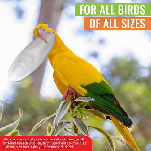 Natural Cuttlebones 6 Pack Calcium Cuttlebone Treats Suitable for All Bird Breeds - Easy to Attach with Metal Holder - Great for Parakeets Parrots Cockatiels - Chew Feeder Tortoise & Snails in Saudi Arabia