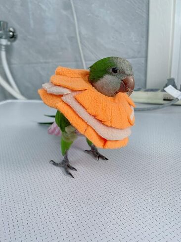 Adjustable Parrot Cone Collar, Safe and Practical Cotton Collar to Prevent Bites and Licking Wounds, to Help heal (XS) in Saudi Arabia