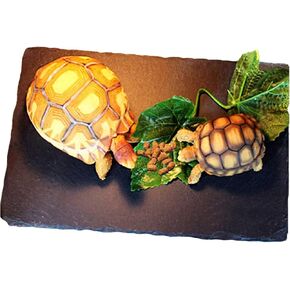 Tfwadmx Reptile Basking Platform Tortoise Feeding Dish Natural Rock Food Bowl Landscape Habitat Decor for Turtle Lizard Bearded Dragon Crested Gecko Snake 2Pcs