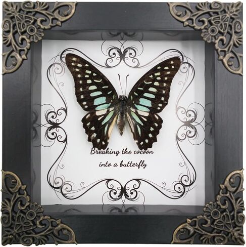 Butterfly Framed Decoration - Handmade Wood Shadow Box Insect Frame for Butterfly Collectors - Tabletop, Wall Art,Live Room,Home Decor (Delias Belladonna) in Saudi Arabia