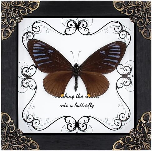 Butterfly Framed Decoration - Handmade Wood Shadow Box Insect Frame for Butterfly Collectors - Tabletop, Wall Art,Live Room,Home Decor (Delias Belladonna) in Saudi Arabia