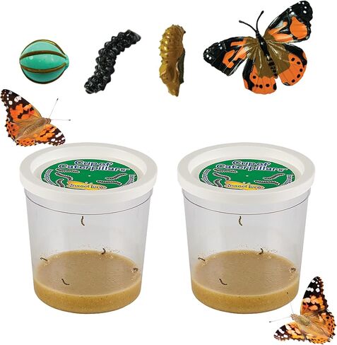 Insect Lore Cup of Live Baby Caterpillars with Figurines | Butterfly Kit Refill - Plus Butterfly Life Cycle Stages Toy Figurines | 5 Painted Lady Caterpillars Shipped Now in Kuwait